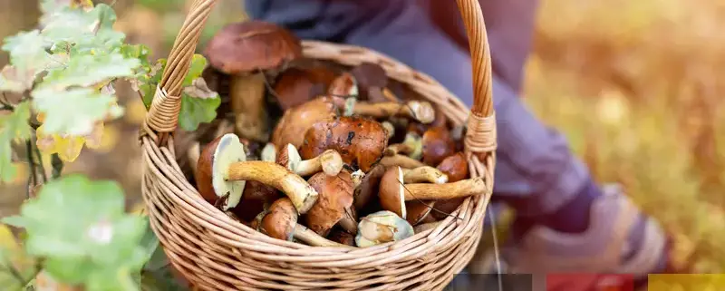 гриби біля Гамбурга