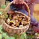 гриби біля Берліна